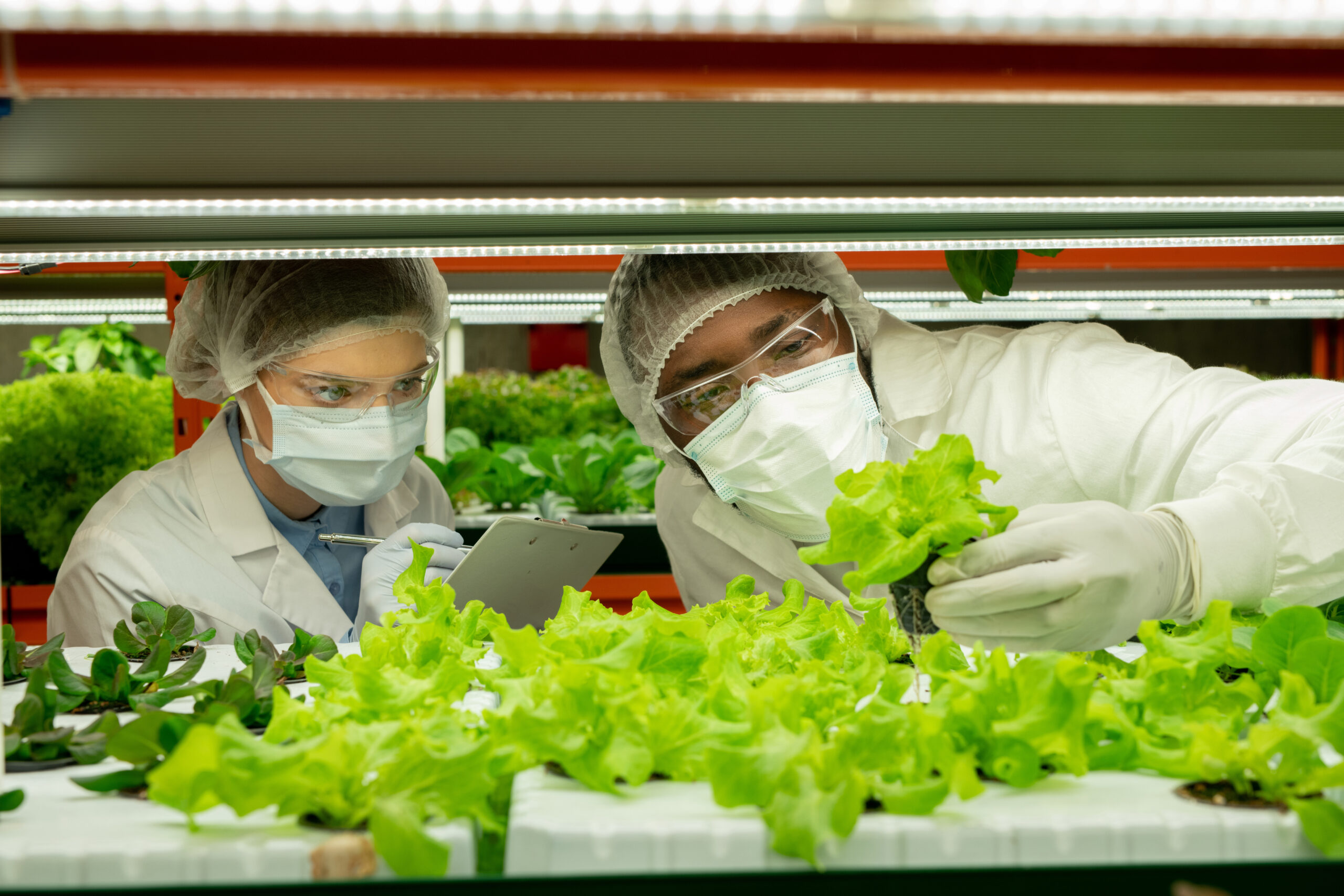 Food Safety Inspection